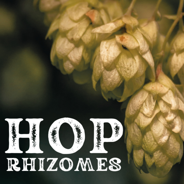 Hop Rhizomes